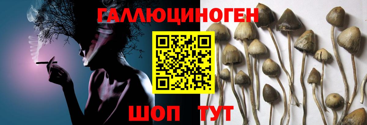 купить наркотики сайты  Псилоцибиновые грибы Cubensis  Чехов  Вход с VPN  Псилоцибиновые грибы MAGIC MUSHROOMS 